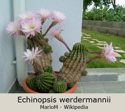 Echinopsis