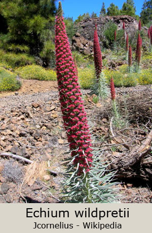 Echium wildpretii