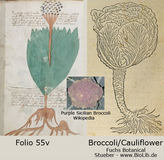 folio 55v