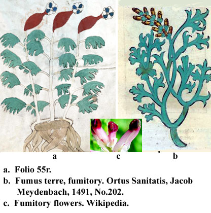 folio 55r