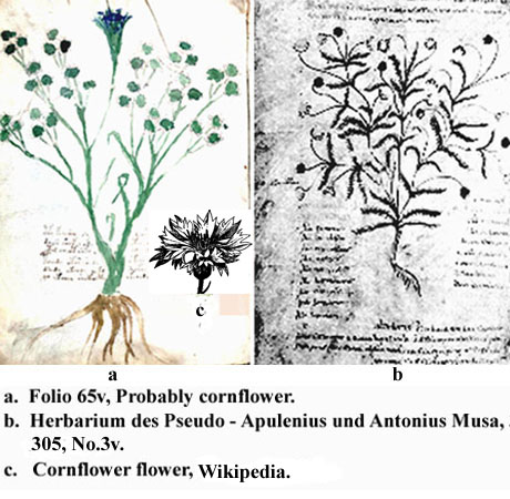 folio 65v